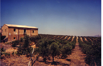 oliveorchard.jpg