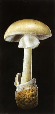 Dutch.Touch.mushroom.jpg