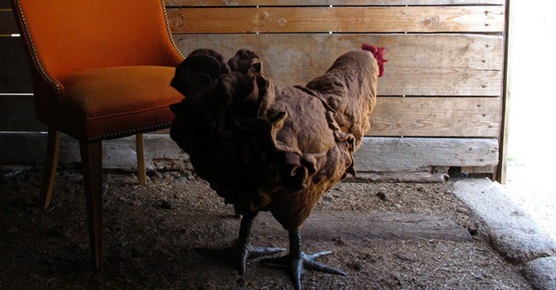 chicken-footstools-2.jpg