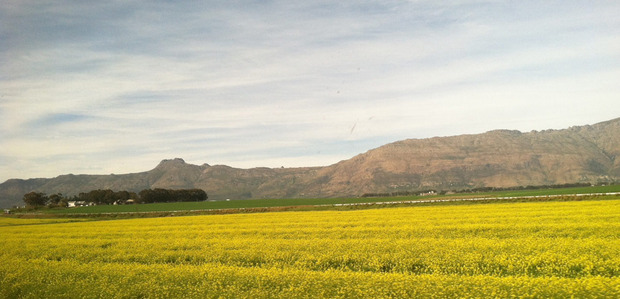 blue-train-south-africa-field-2.jpg
