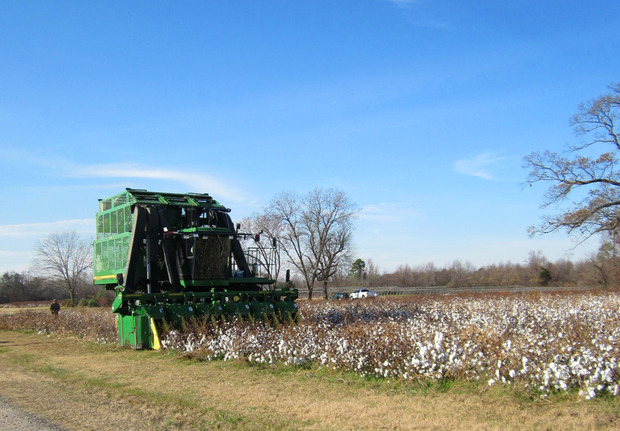 Raleigh-Denim-Organic-Cotton-Harvest.jpg