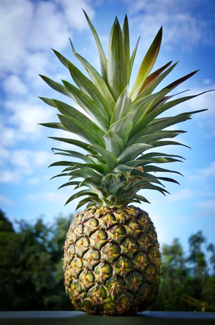 Sugarloaf-Pineapple-1.jpg