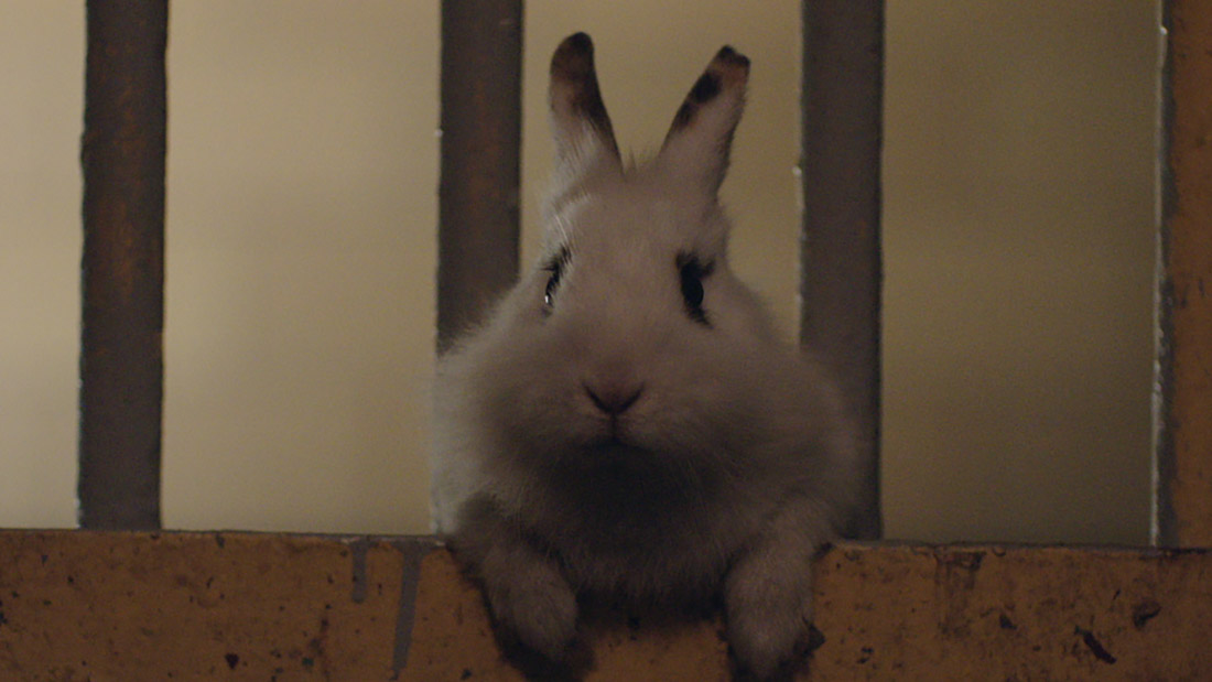 Rabbit-Sundance-02.jpg