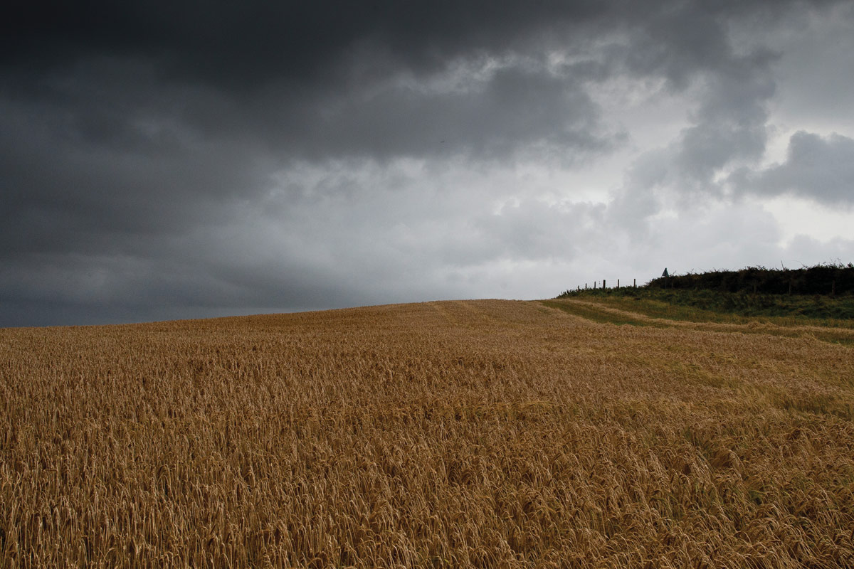bruichladdich-islay-barley-wheat-barley-field.jpg