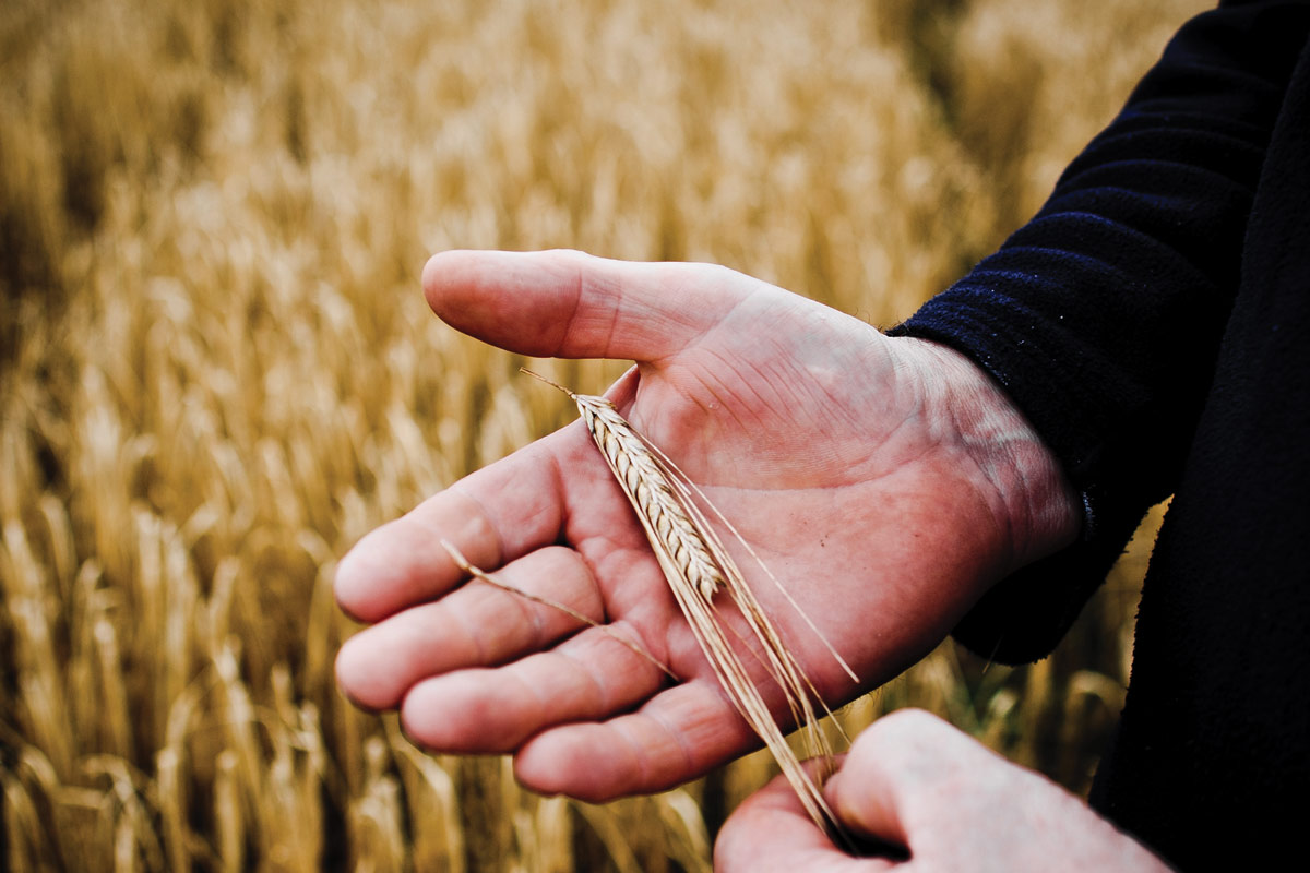 bruichladdich-islay-barley-wheat-hand.jpg