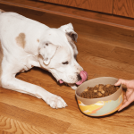 Kismet_Pets_Bowl_Helen_levi_dog