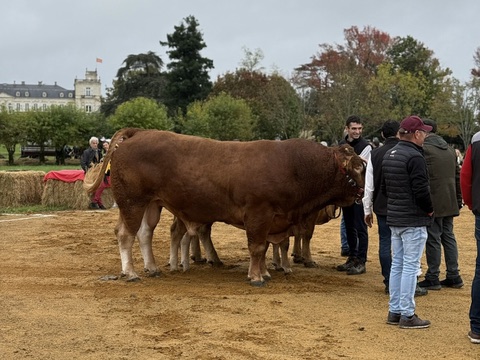 Limousin cows at the fair on the property