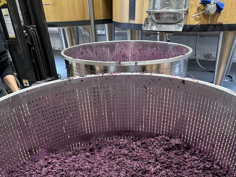 Grape skin after mashing