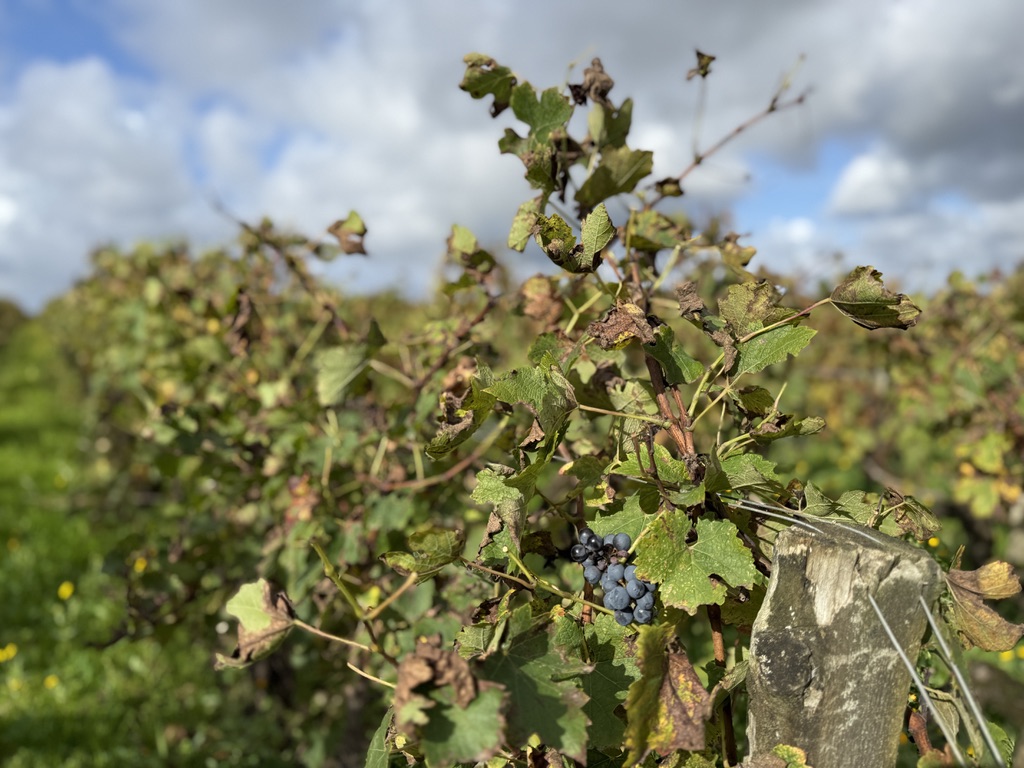 Grapes on the vine